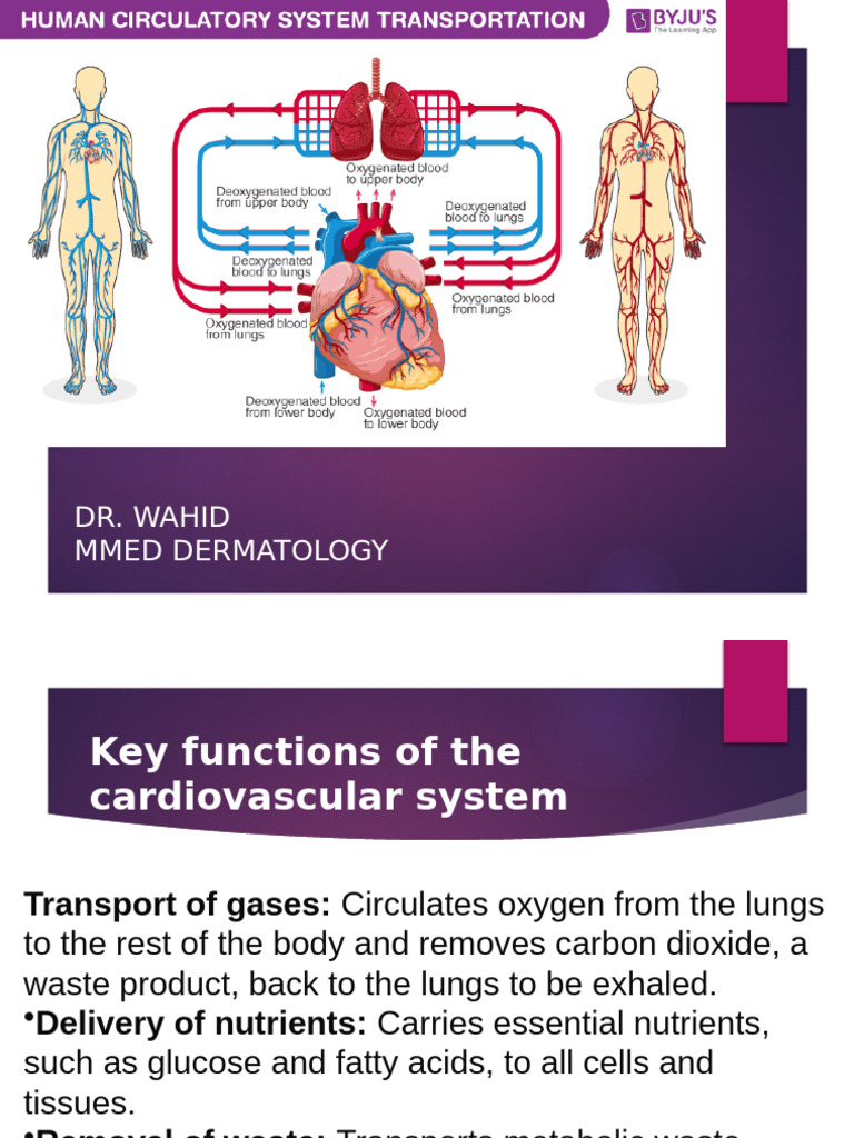 Key Functions of the Cardiovascular System | PDF | Coronary Circulation ...