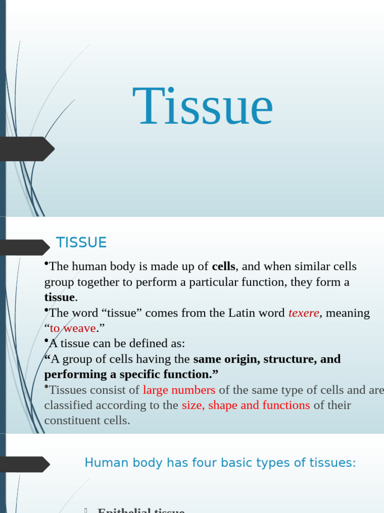 Tissue | PDF | Epithelium | Wound Healing