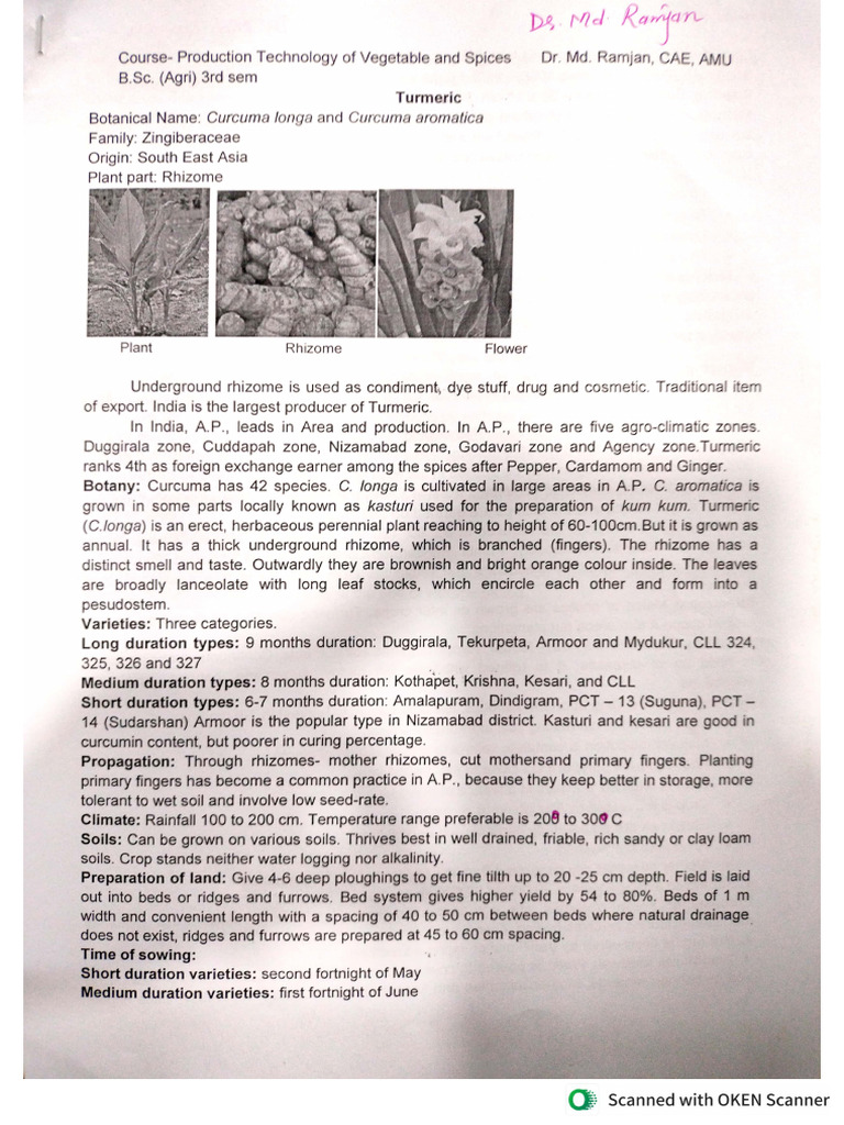 Turmeric | PDF