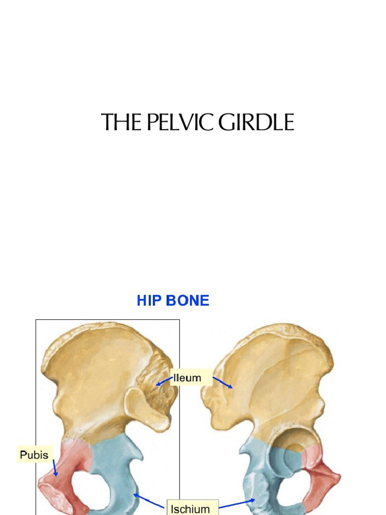 Anatomy and Functions of the Pelvic Girdle | PDF | Pelvis | Knee