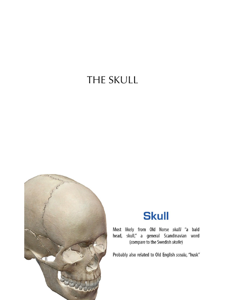 Anatomy and Functions of the Skull | PDF | Skull | Human Nose