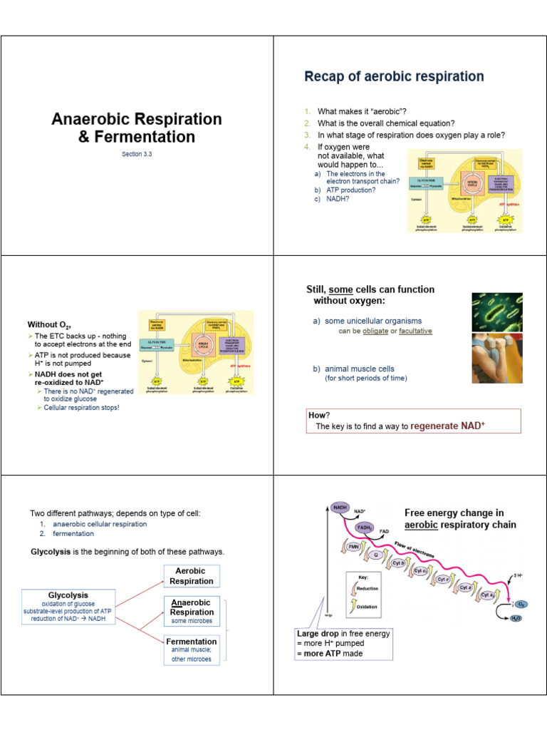 Anaerobic Respiration and Fermentation Explained | PDF | Cellular ...