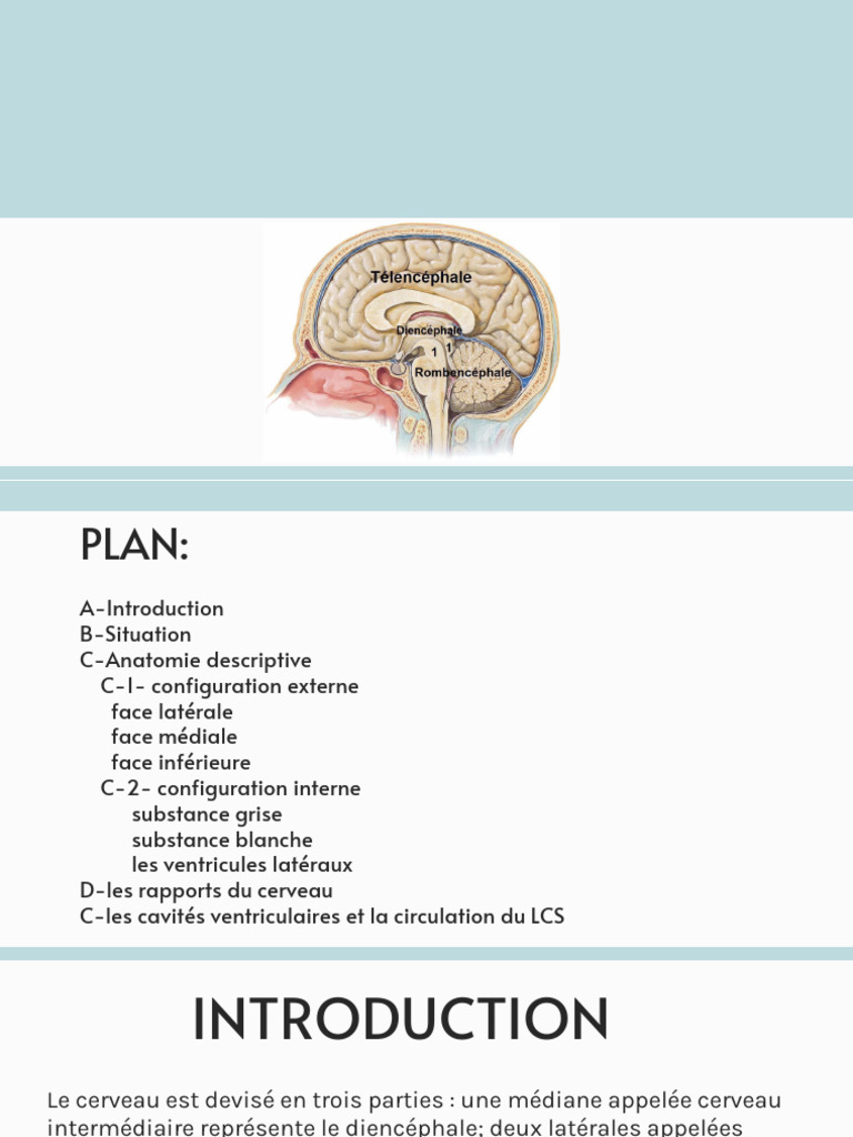 Anatomie du Télencéphale et Ventricules | PDF | Circonvolution ...