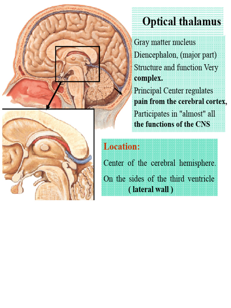 Thalamus | PDF | Thalamus | Cerebral Cortex
