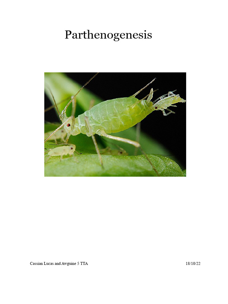 parthenogenesis | PDF | Ploidy | Reproduction