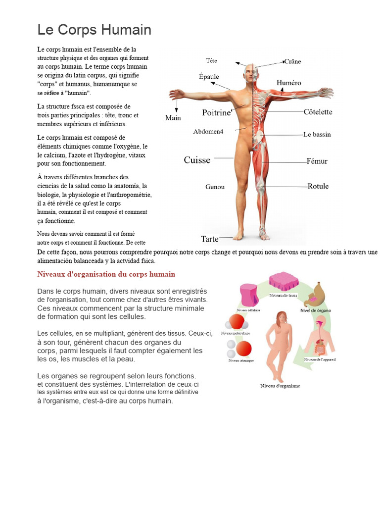 Anatomie et systèmes du corps humain | PDF | Corps humain | Sang