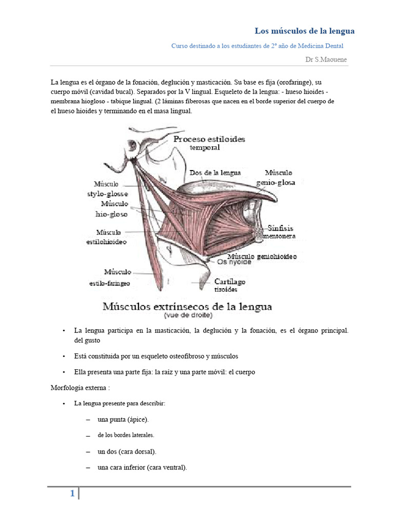 Anatomía y músculos de la lengua | PDF | Lengua | Anatomía humana