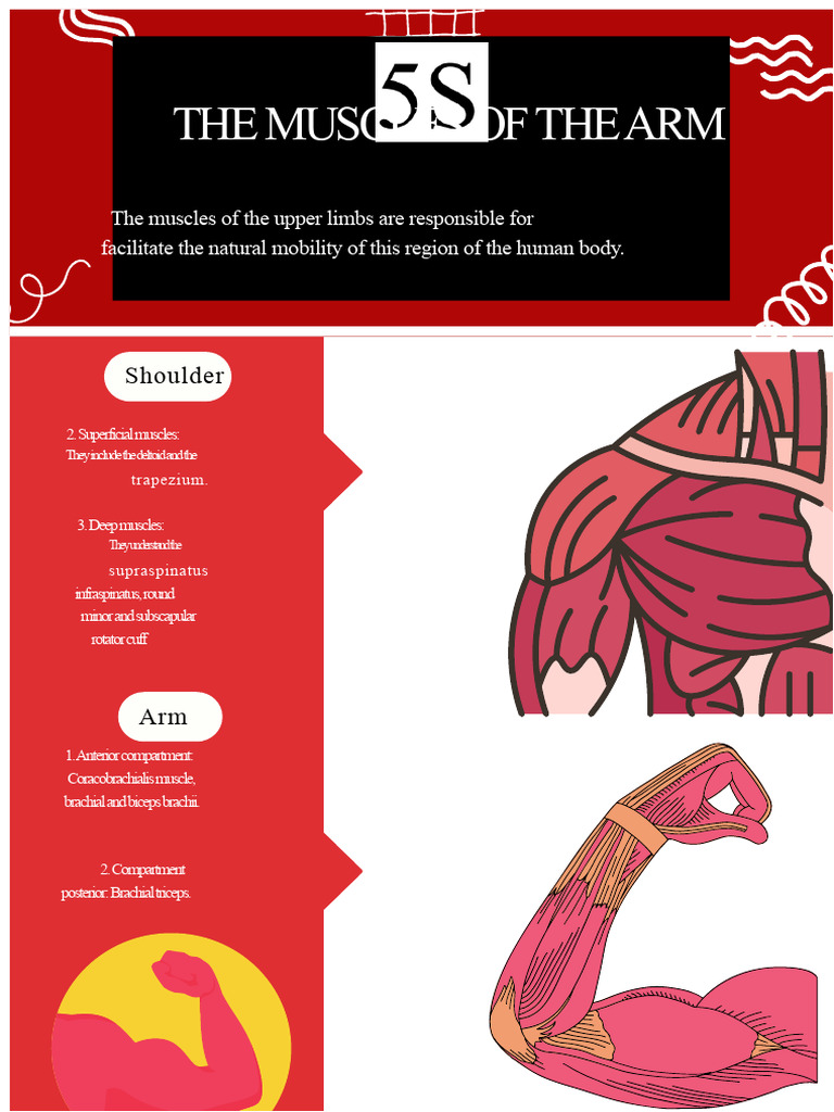 Anatomy of Arm Muscles Explained | PDF