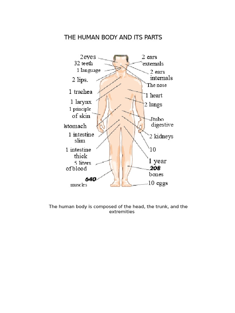 The Human Body and Its Parts | PDF