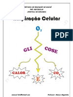 Biologia - Respiração Celular