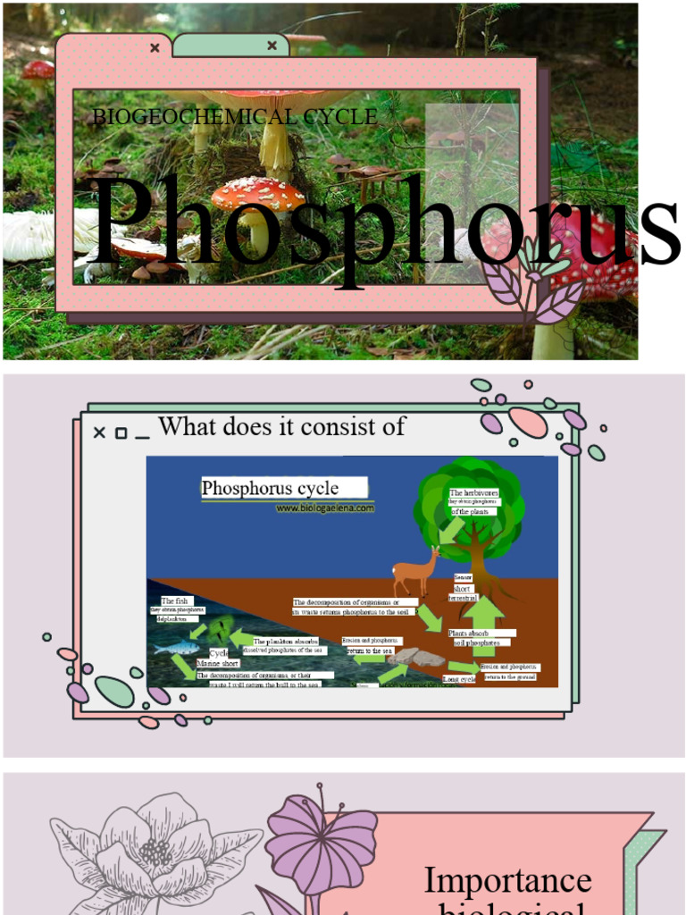 Presentation - Phosphorus Cycle | PDF | Phosphorus | Phosphate