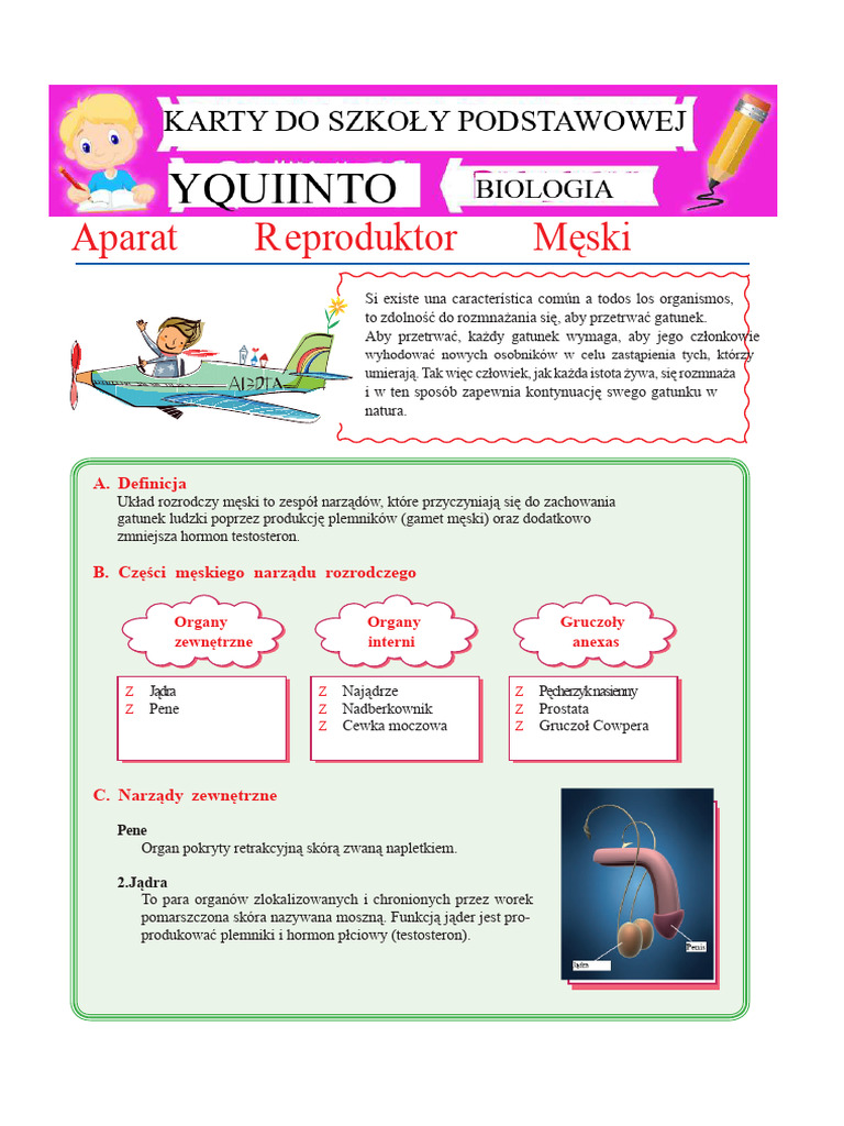 Aparat Rozrodczy Meski Dla Piatego Roku Szkoly Podstawowej PDF | PDF
