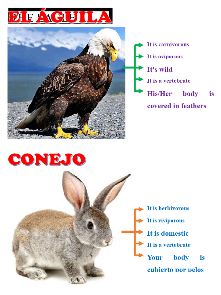 Characteristics of Vertebrates and Invertebrates | PDF