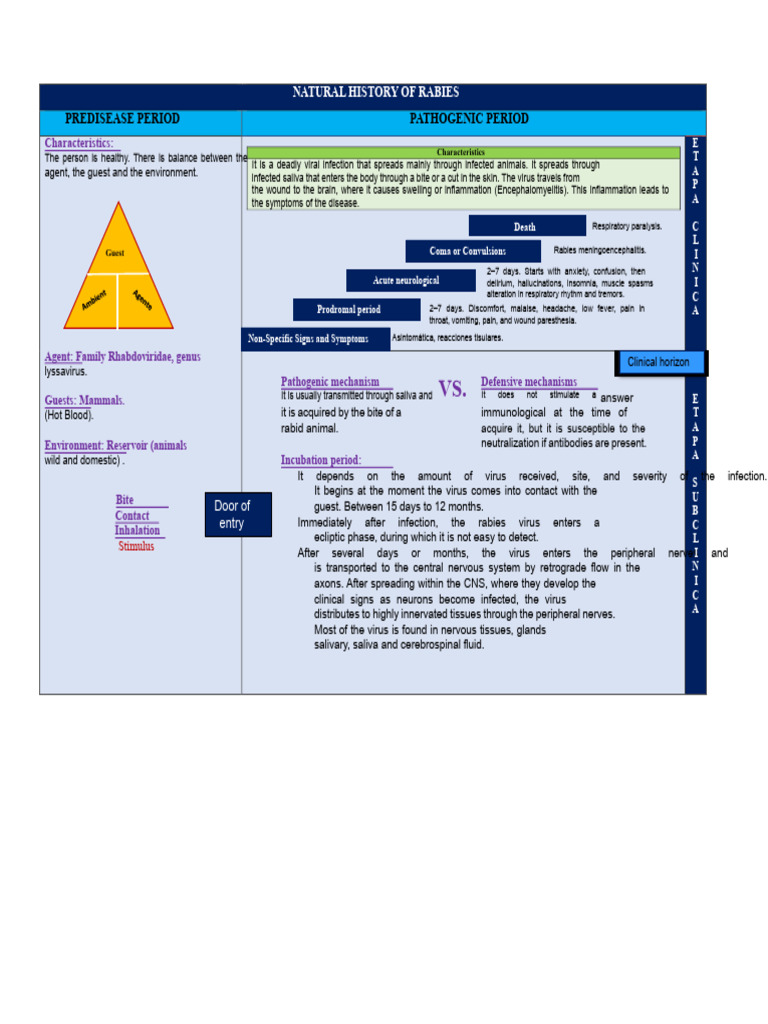 Understanding Rabies: Symptoms and Prevention | PDF | Rabies | Infection