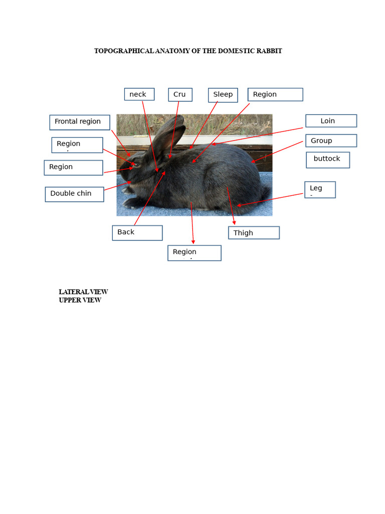 Topographical Anatomy of Domestic Rabbit | PDF