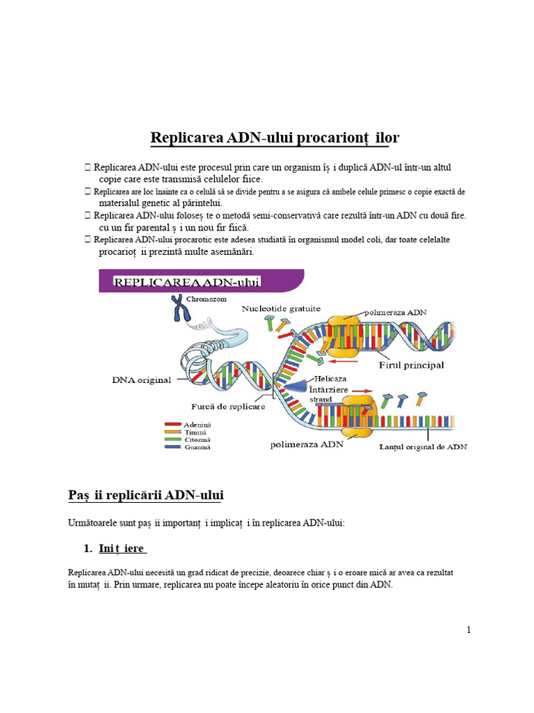 Replicarea ADN-ului Procariotic | PDF