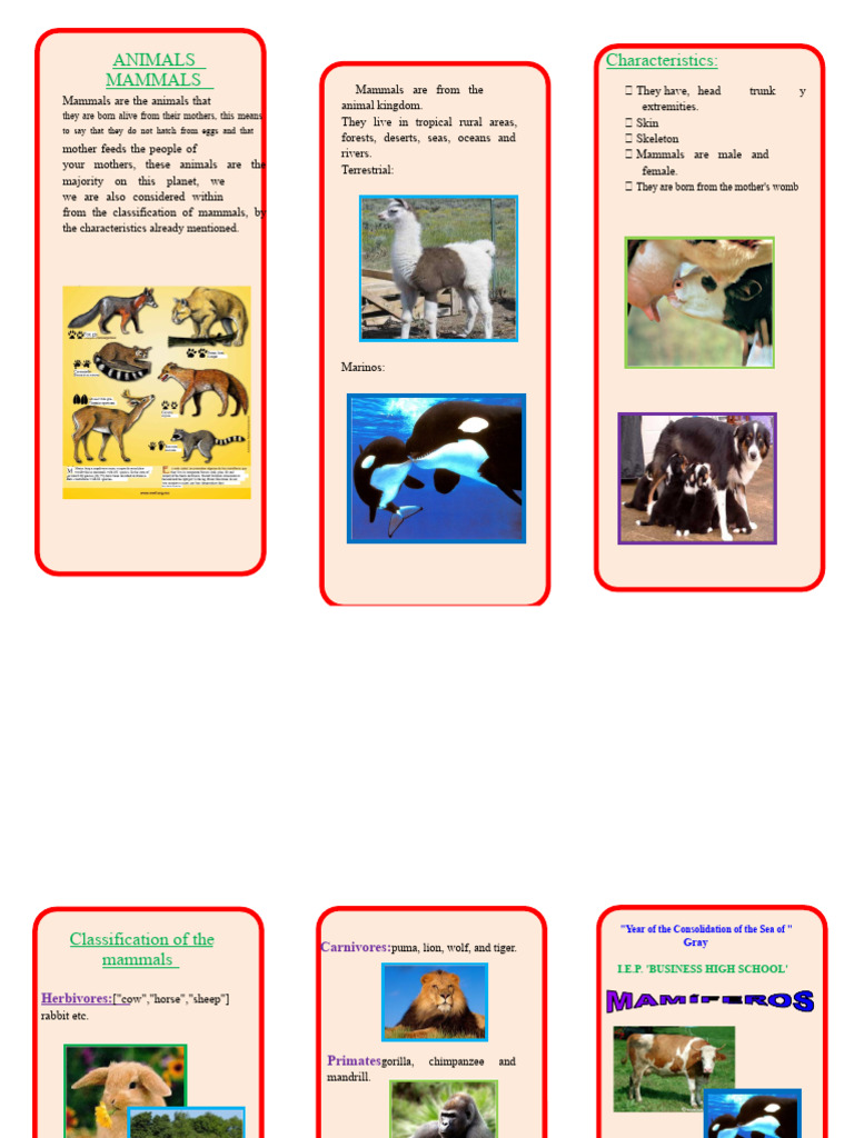 Characteristics and Classification of Mammals | PDF | Mammals | Cetacea