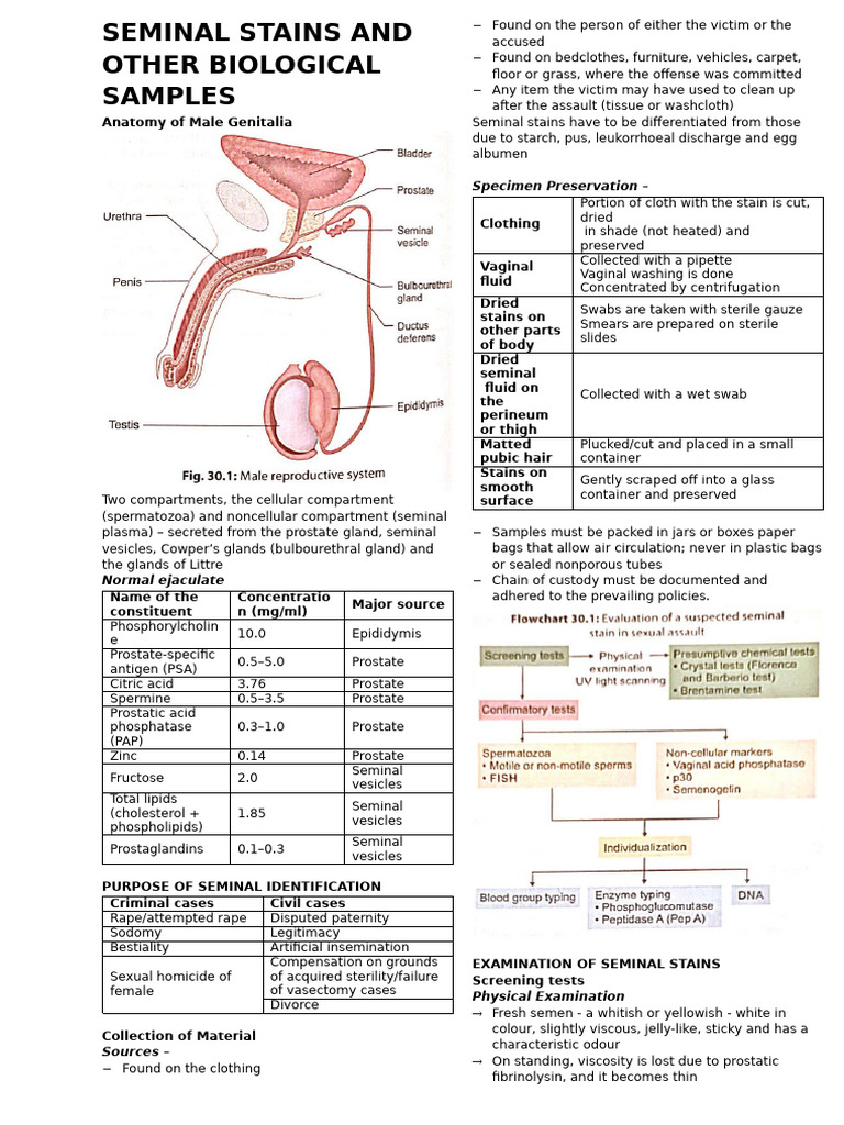Seminal Stains and Other Biological Samples | PDF | Staining | Prostate ...