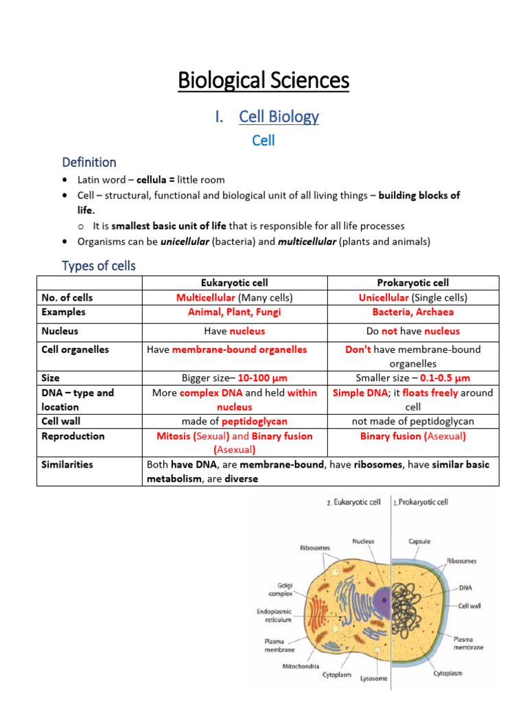 Biological Sciences | PDF | Artery | Endoplasmic Reticulum