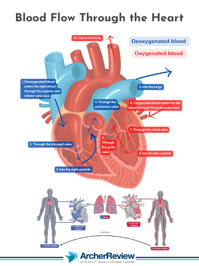 Blood Flow Through The Heart | PDF