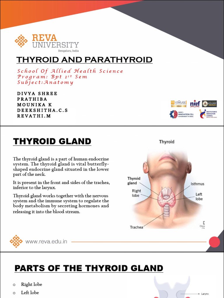 Thyroid and Parathyroid | PDF | Parathyroid Gland | Thyroid