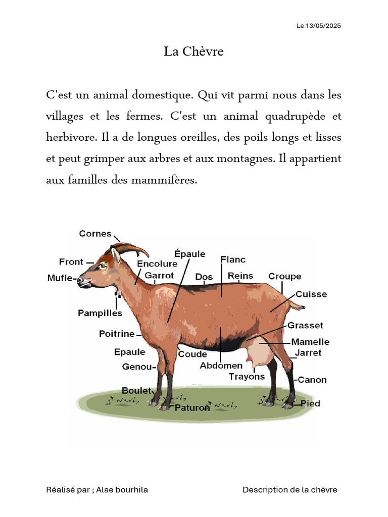 Description de la chèvre domestique | PDF
