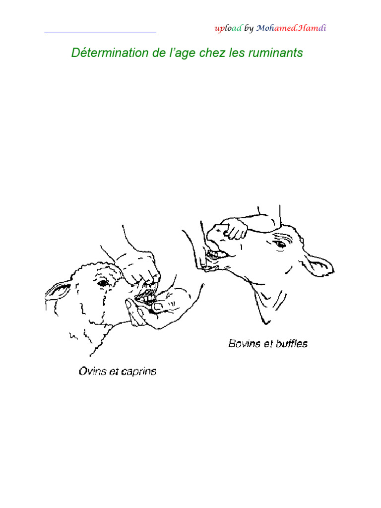 Déterminer l'âge des ruminants par les dents | PDF | Dent | Anatomie ...