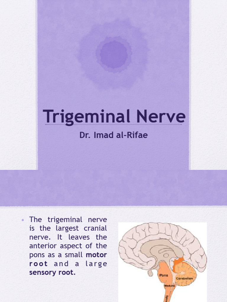 Trigeminal Nerve | PDF | Human Head And Neck | Human Anatomy