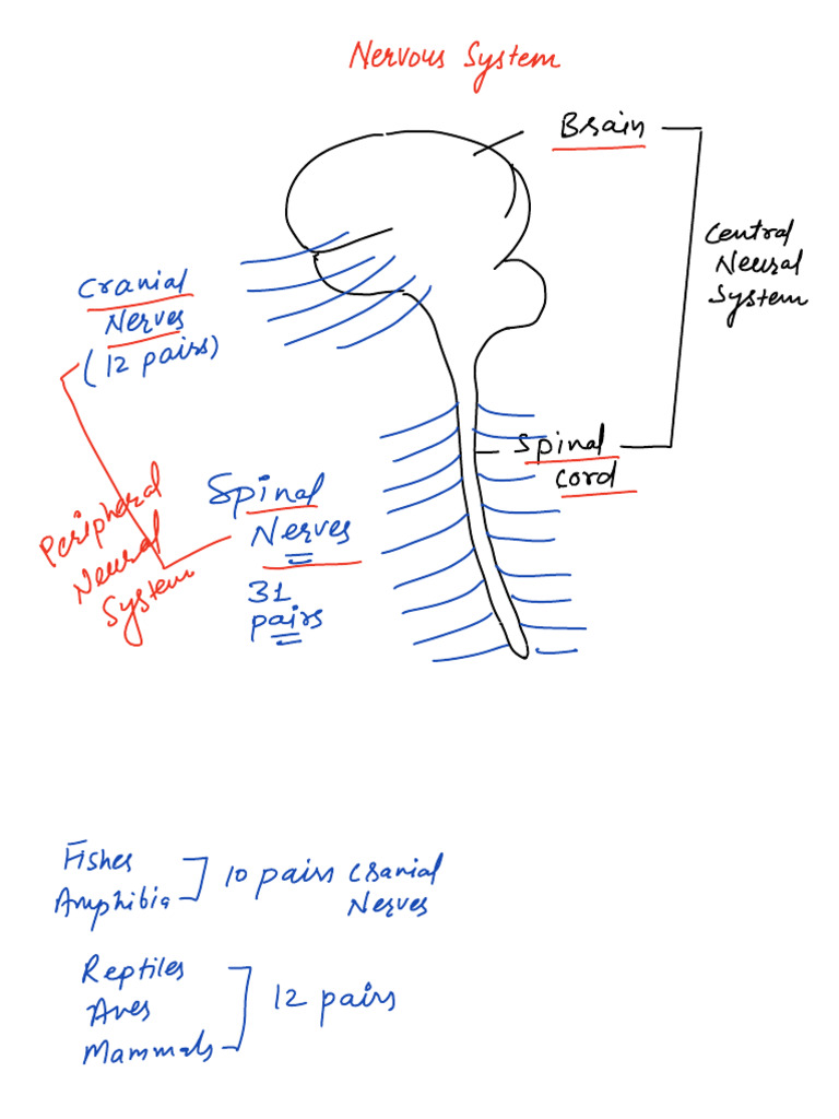Overview of the Nervous System | PDF | Motor Neuron | Spinal Cord