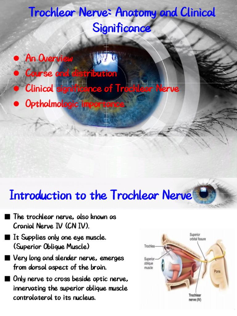 Trochlear Nerve: Anatomy & Clinical Impact | PDF | Brainstem | Neuroscience