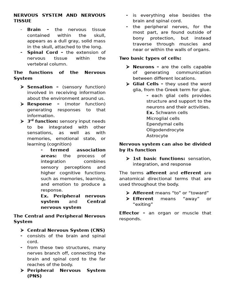 Overview of Nervous System Functions | PDF | Neurotransmitter ...