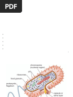 Encapsulated vs Non-Capsulated Bacteria | PDF