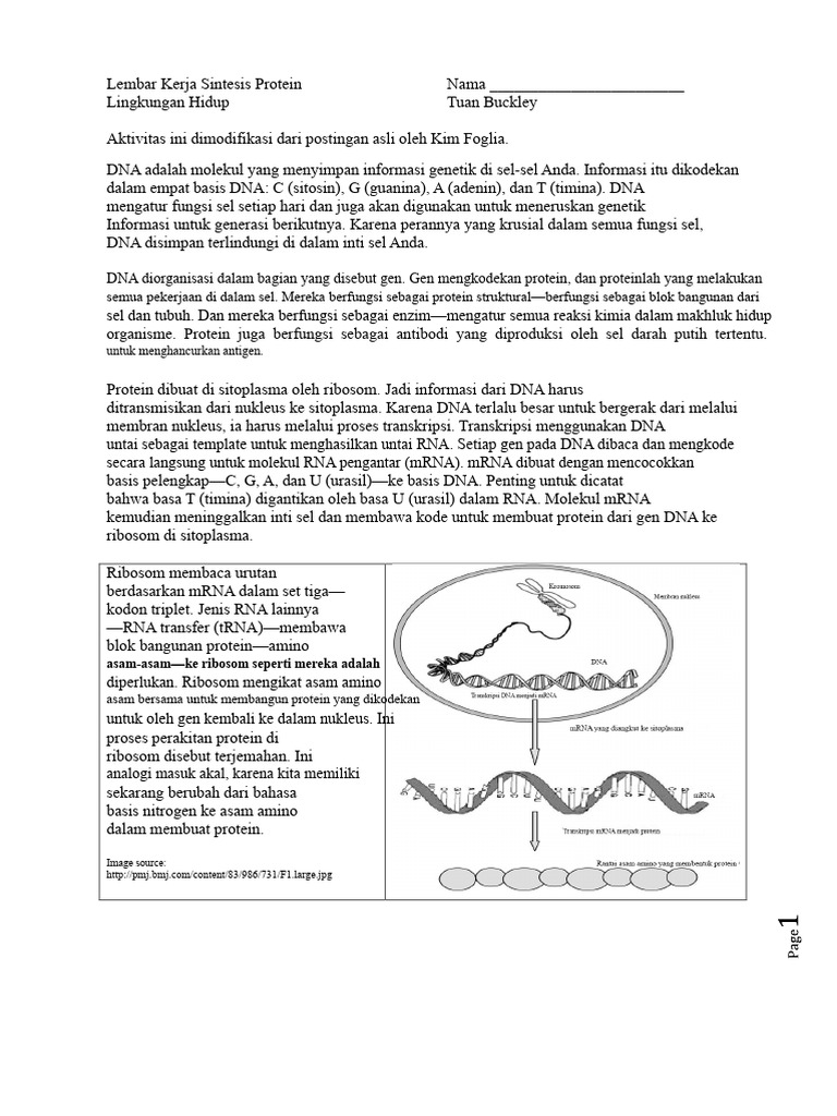 Sintesis Protein dan Mutasi DNA | PDF