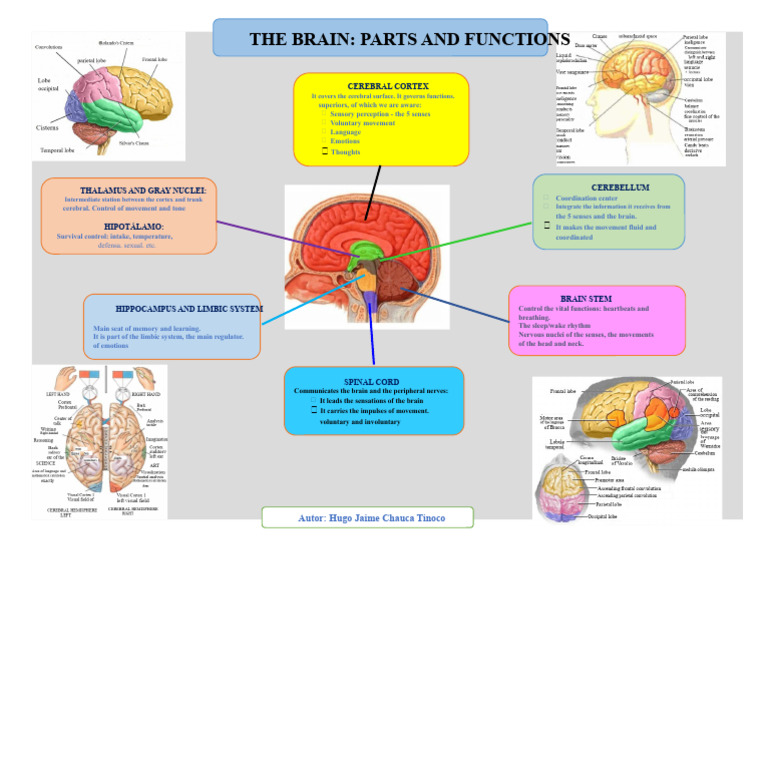 Brain Parts and Their Functions | PDF | Brain | Brainstem