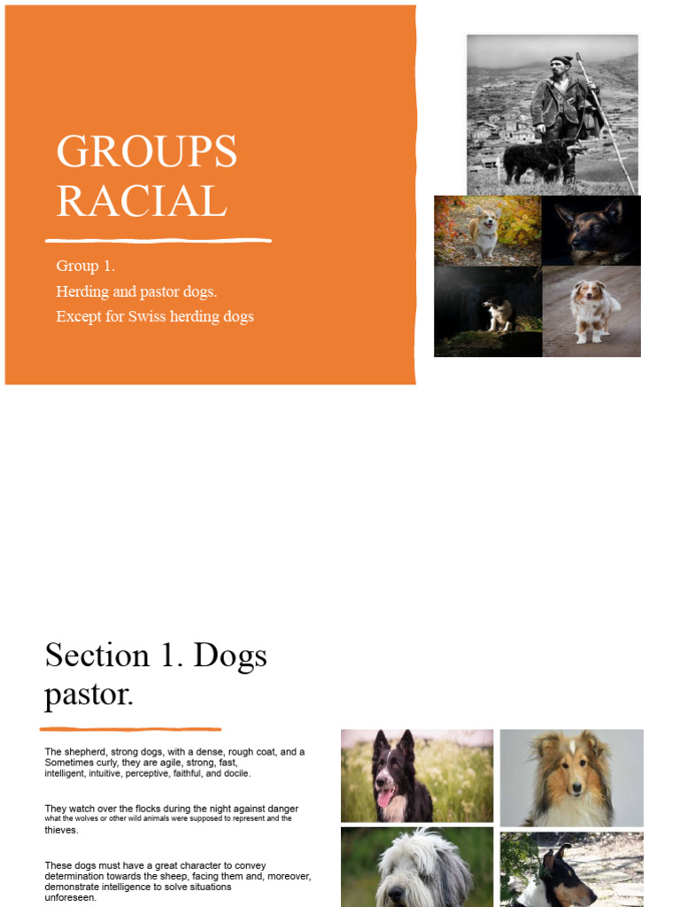 Herding Dog Breeds and Traits Guide | PDF | Herding Dogs | Collie