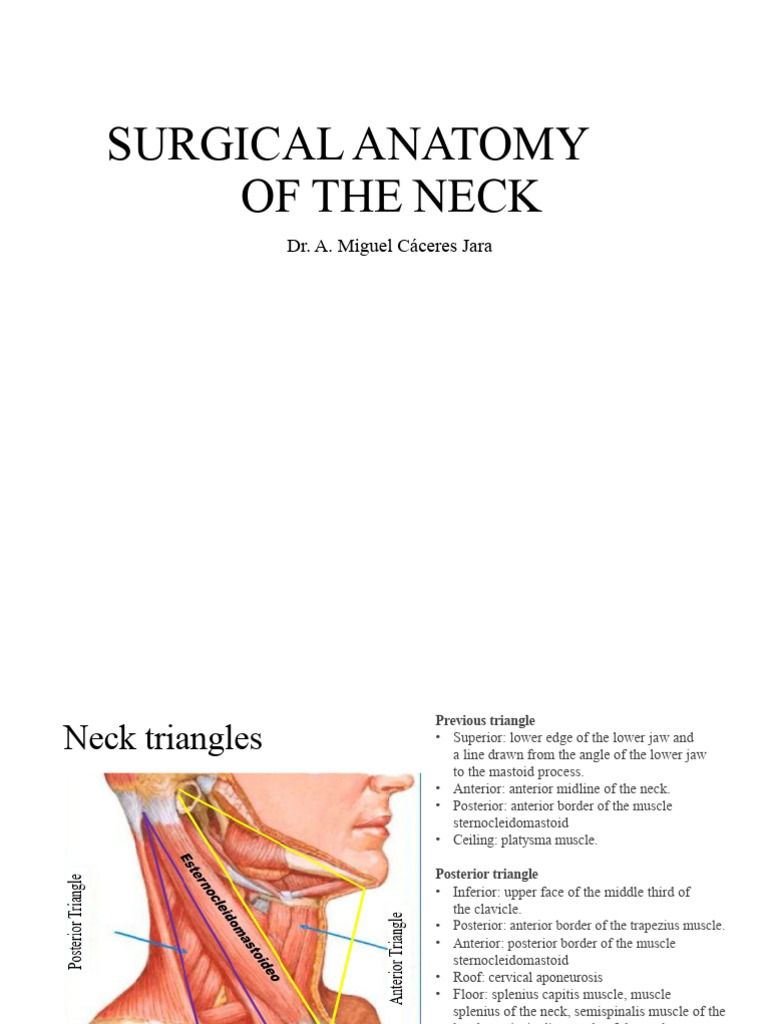 Surgical Anatomy of the Neck Explained | PDF | Neck | Human Anatomy