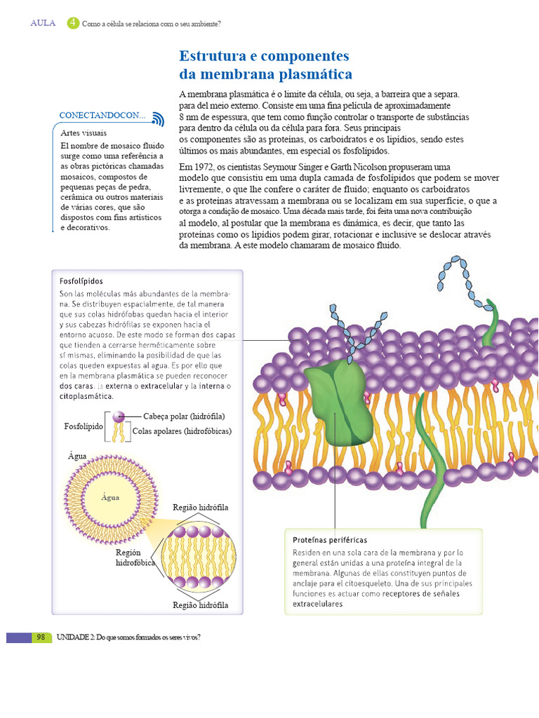 Estrutura e Função da Membrana Plasmática | PDF | Membrana celular ...