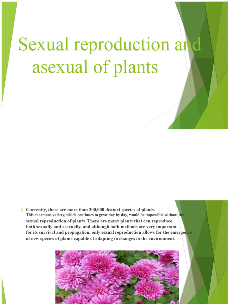 Plant Reproduction: Sexual vs Asexual | PDF | Reproduction | Sexual ...