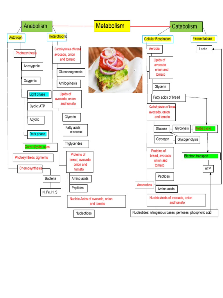 Conceptual Map of Metabolism | PDF | Metabolism | Cellular Respiration