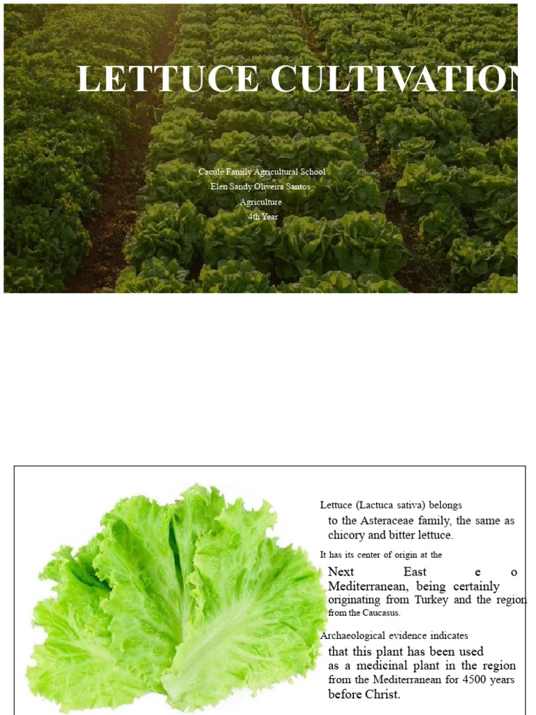 Lettuce Cultivation Guide and Techniques | PDF | Plant Nutrition | Soil
