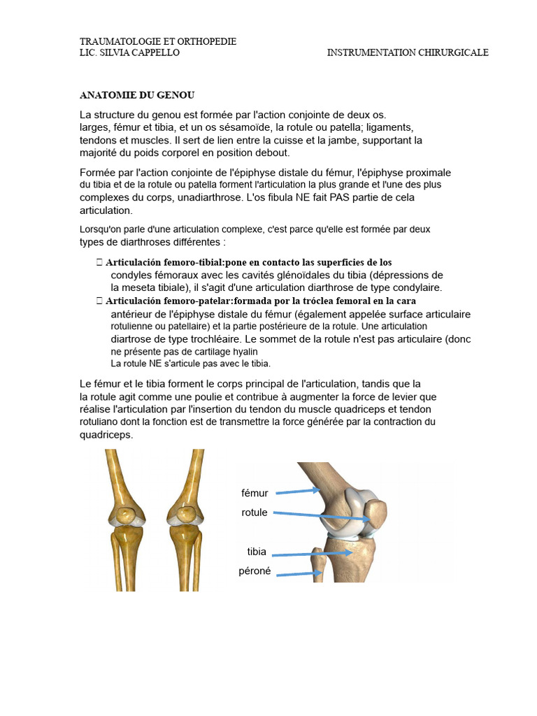 Anatomie et ligaments du genou | PDF | Genou | Jambe humaine