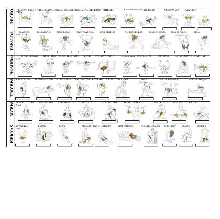 Exercices de musculation variés | PDF