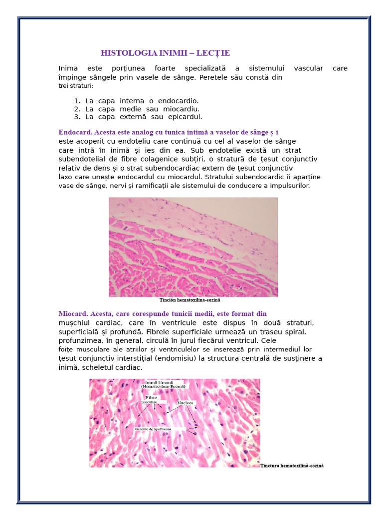 Histologia Inimii - Leeson | PDF
