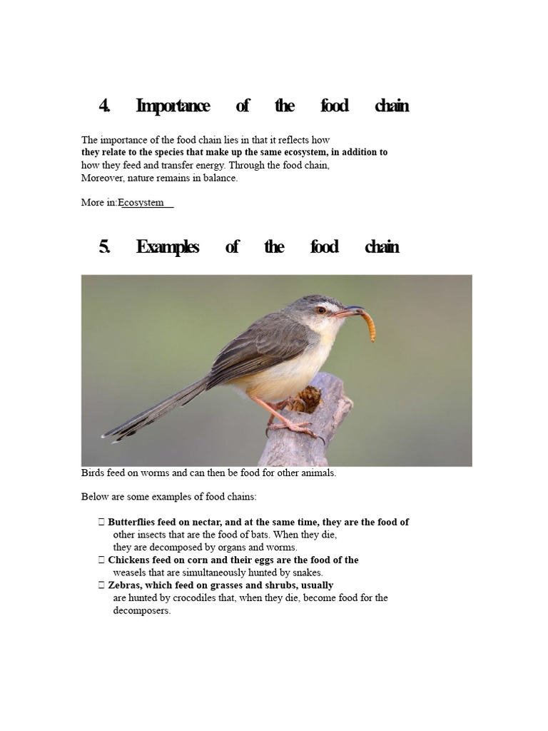 Understanding Food Chains and Examples | PDF