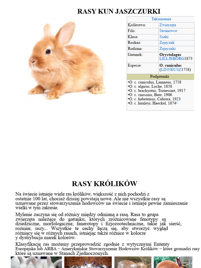4a. Rasy królików.pptx | PDF