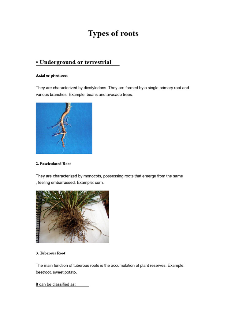 Types of roots and stems | PDF | Root | Leaf