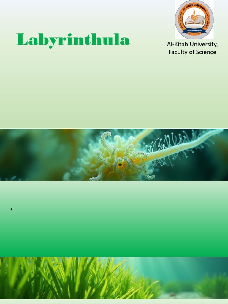 Labyrinth Ula | PDF | Ecosystem | Ecology