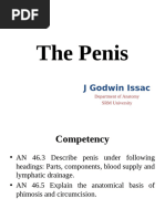 Understanding the Penile Raphe Line | PDF | Genitourinary System ...