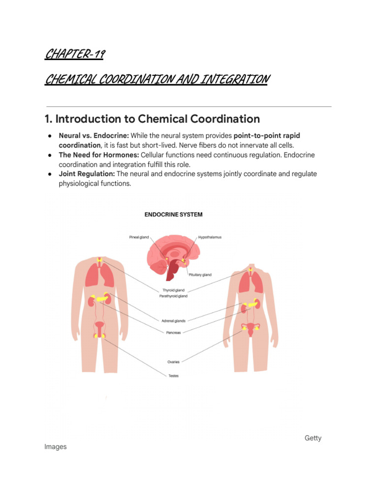 Endocrine System Overview and Hormones | PDF | Adrenal Gland ...