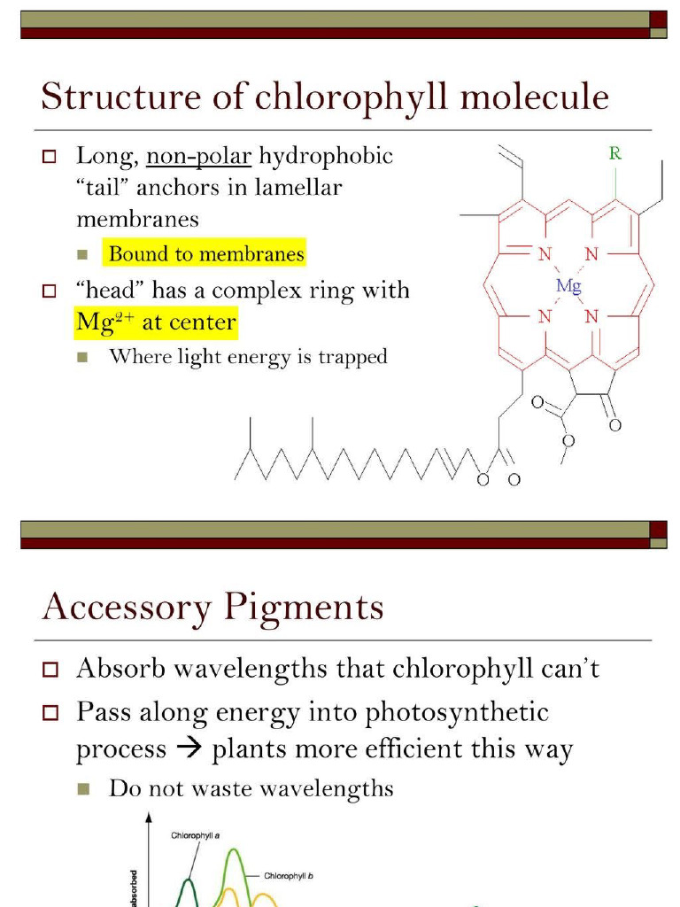 Structure of Chlorophyll | PDF